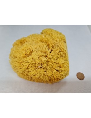 Grass Sponge 6-7"