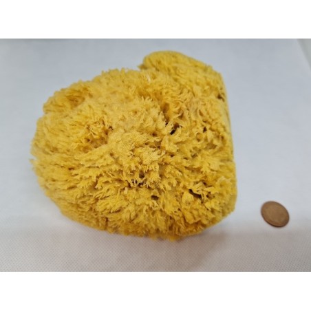 Grass Sponge 6-7"