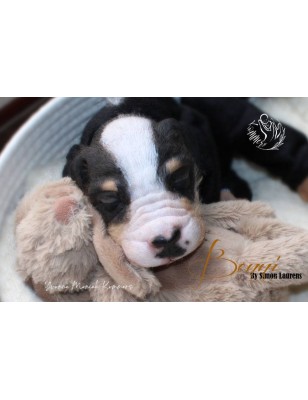 BENNI by Simon Laurens (PRE-ORDINE) - COMING SOON-25 Maggio