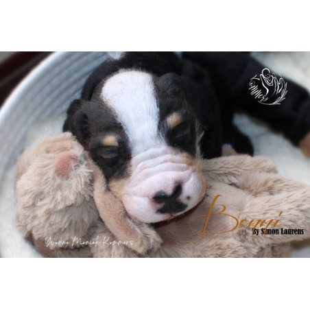 BENNI by Simon Laurens (PRE-ORDINE) - COMING SOON-25 Maggio