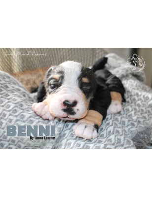 BENNI by Simon Laurens (PRE-ORDINE) - COMING SOON-25 Maggio