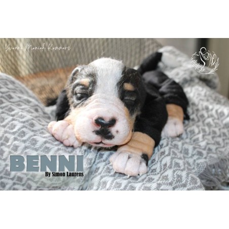 BENNI by Simon Laurens (PRE-ORDINE) - COMING SOON-25 Maggio