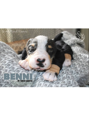 BENNI by Simon Laurens (SALDO FINALE)