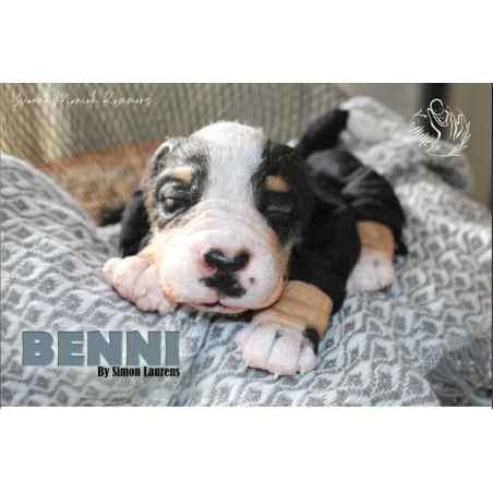 BENNI by Simon Laurens (SALDO FINALE)