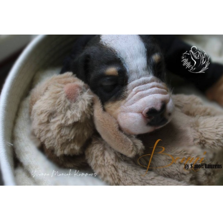 BENNI by Simon Laurens (SALDO FINALE)