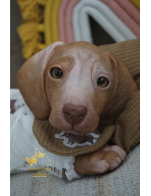 GRILLY by Simon Laurens (SALDO FINALE)