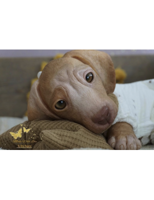 GRILLY by Simon Laurens