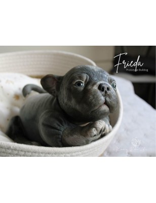 FREIDA by Simon Laurens (PRE-ORDINE)